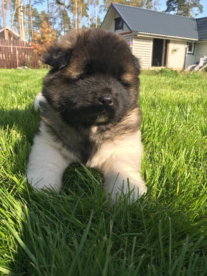 Американская акита питомник RUBYLIGHT. Американская акита I Сиба ину I Питомник RUBYLIGHT