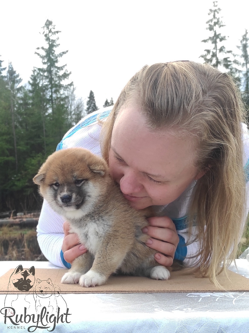 Щенки сиба-ину, шиба, Отец: SHIOMARU EVER DREAM Мать: TRIUMF SIBIRI AKIKO CHIKAKO, Санкт-Петербург, RUBYLIGHT kennel