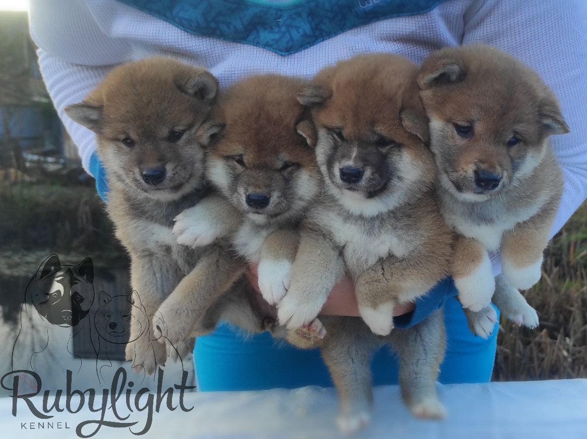 Щенки сиба-ину, шиба, Отец: SHIOMARU EVER DREAM Мать: TRIUMF SIBIRI AKIKO CHIKAKO, Санкт-Петербург, RUBYLIGHT kennel