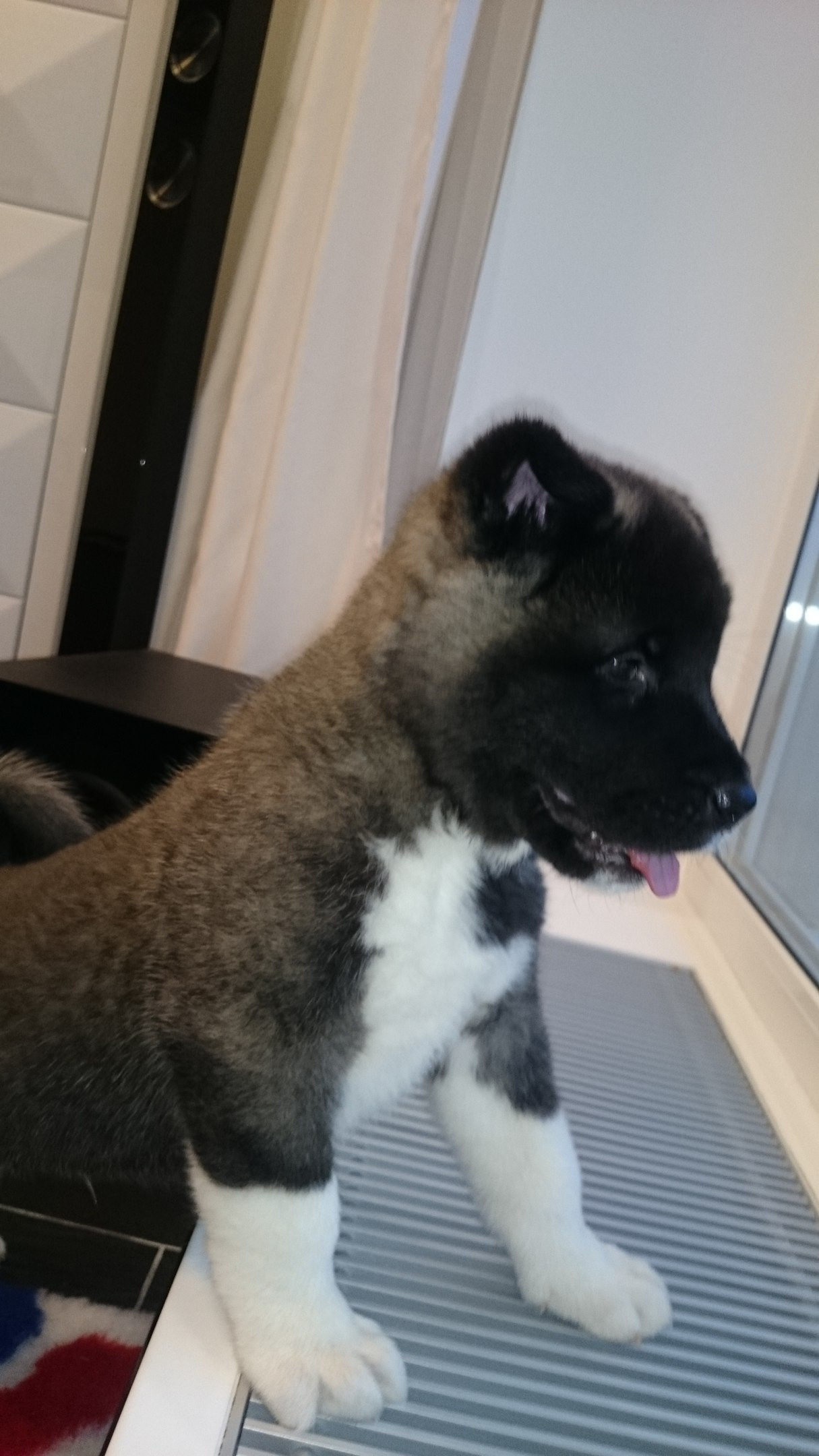 Американская акита питомник RUBYLIGHT. Американская акита I Сиба ину I Питомник RUBYLIGHT