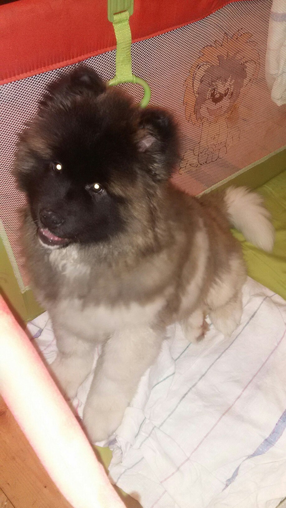 Американская акита питомник RUBYLIGHT. Американская акита I Сиба ину I Питомник RUBYLIGHT