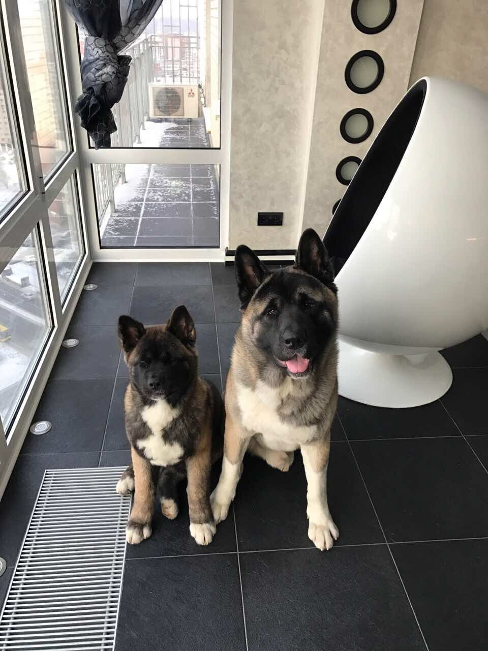 Американская акита питомник RUBYLIGHT. Американская акита I Сиба ину I Питомник RUBYLIGHT