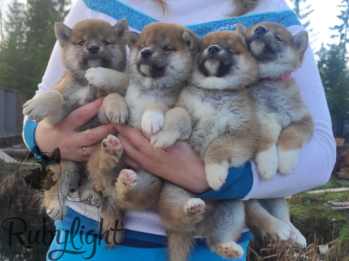 Щенки сиба-ину, шиба, Отец: SHIOMARU EVER DREAM Мать: TRIUMF SIBIRI AKIKO CHIKAKO, Санкт-Петербург, RUBYLIGHT kennel