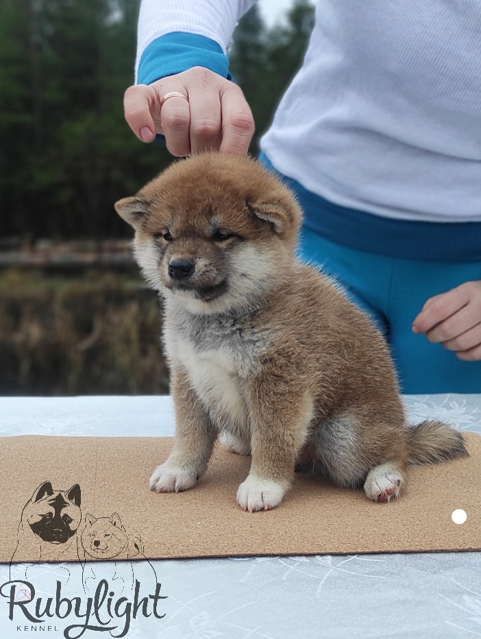 Щенки сиба-ину, шиба, Отец: SHIOMARU EVER DREAM Мать: TRIUMF SIBIRI AKIKO CHIKAKO, Санкт-Петербург, RUBYLIGHT kennel