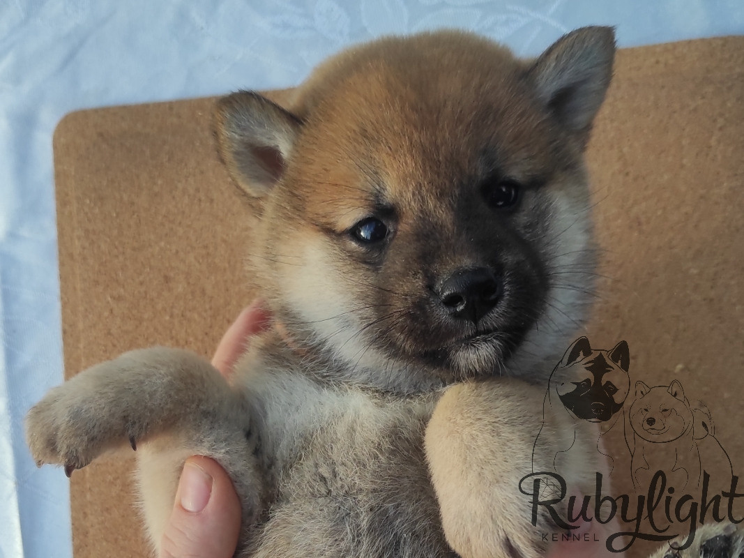 Щенки сиба-ину, шиба, Отец: SHIOMARU EVER DREAM Мать: TRIUMF SIBIRI AKIKO CHIKAKO, Санкт-Петербург, RUBYLIGHT kennel