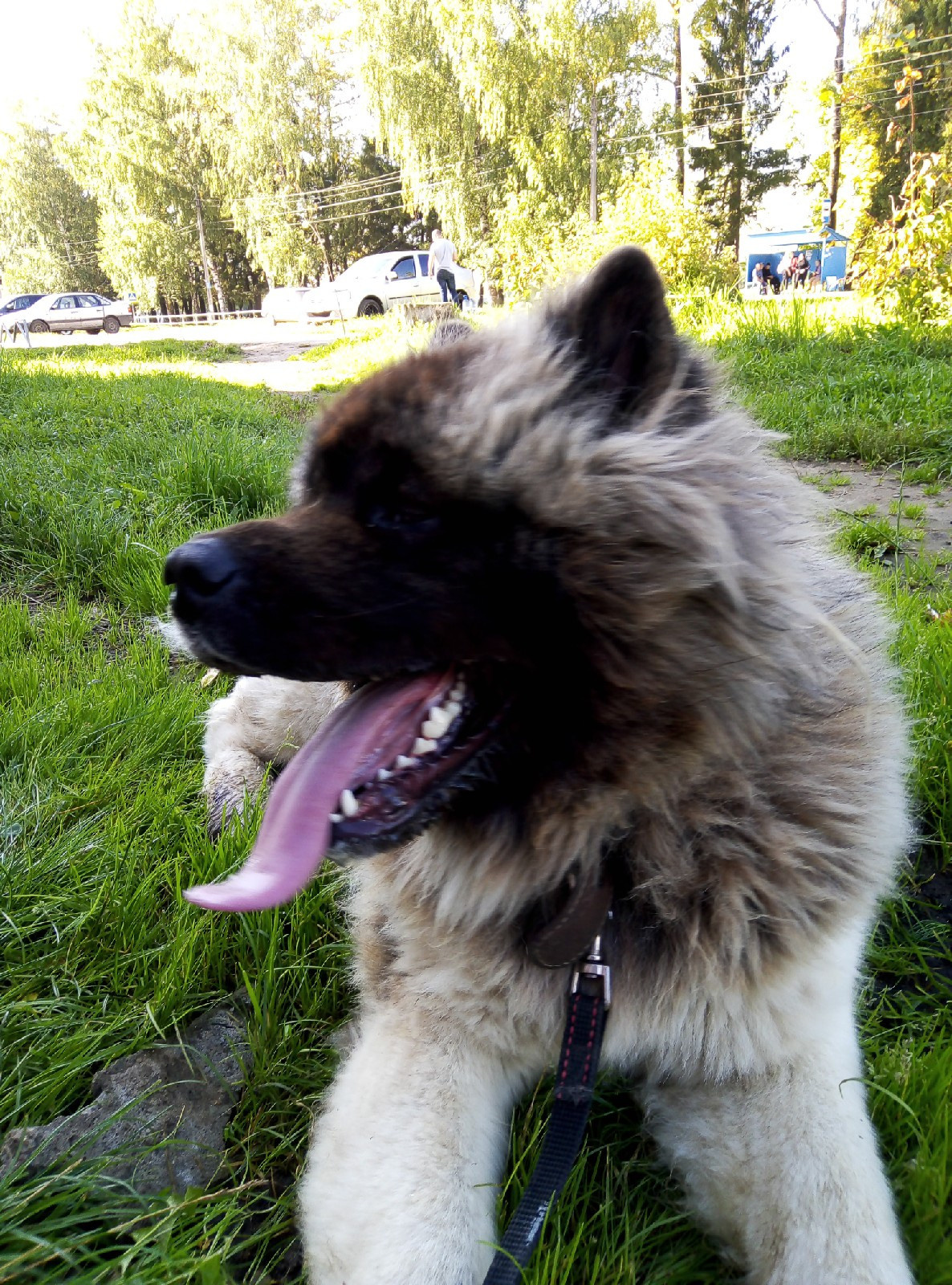 Американская акита питомник RUBYLIGHT. Американская акита I Сиба ину I Питомник RUBYLIGHT