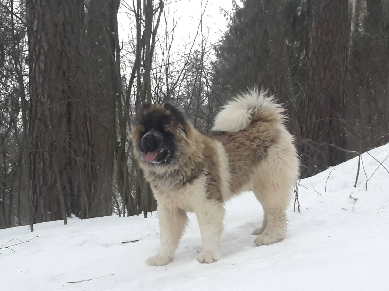 Американская акита питомник RUBYLIGHT. Американская акита I Сиба ину I Питомник RUBYLIGHT