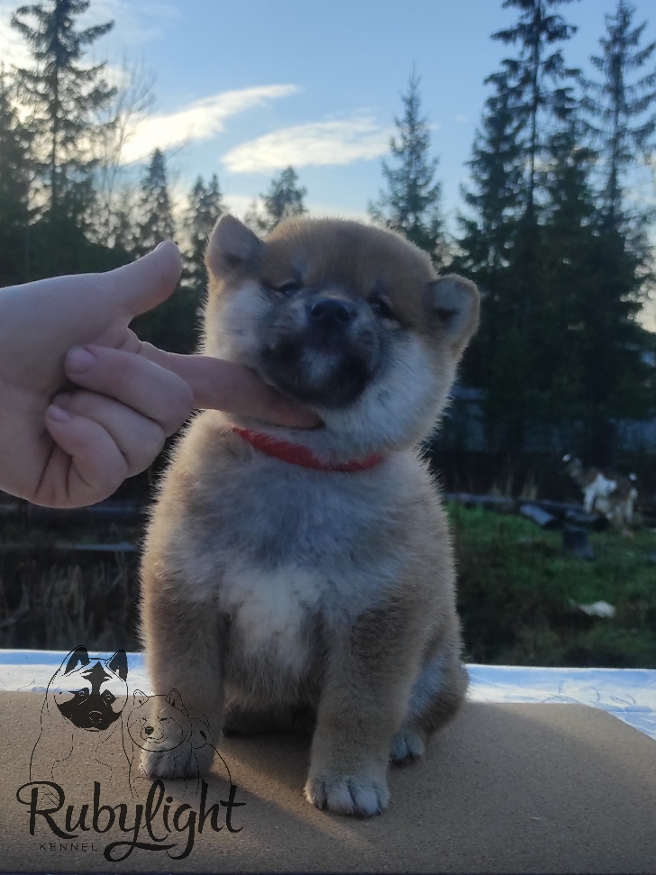 Щенки сиба-ину, шиба, Отец: SHIOMARU EVER DREAM Мать: TRIUMF SIBIRI AKIKO CHIKAKO, Санкт-Петербург, RUBYLIGHT kennel