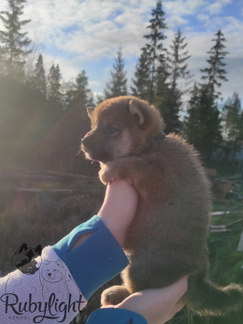 Щенки сиба-ину, шиба, Отец: SHIOMARU EVER DREAM Мать: TRIUMF SIBIRI AKIKO CHIKAKO, Санкт-Петербург, RUBYLIGHT kennel
