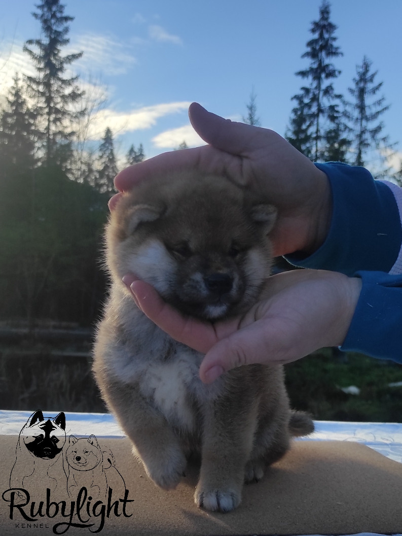 Щенки сиба-ину, шиба, Отец: SHIOMARU EVER DREAM Мать: TRIUMF SIBIRI AKIKO CHIKAKO, Санкт-Петербург, RUBYLIGHT kennel
