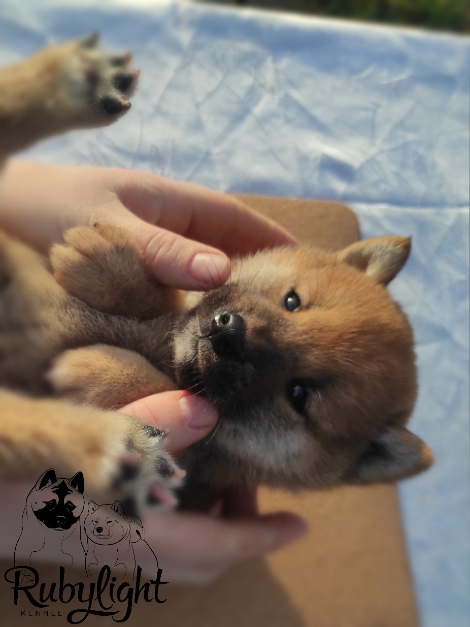 Rubylight Luis, Отец: SHIOMARU EVER DREAM Мать: TRIUMF SIBIRI AKIKO CHIKAKO, Санкт-Петербург, RUBYLIGHT kennel
