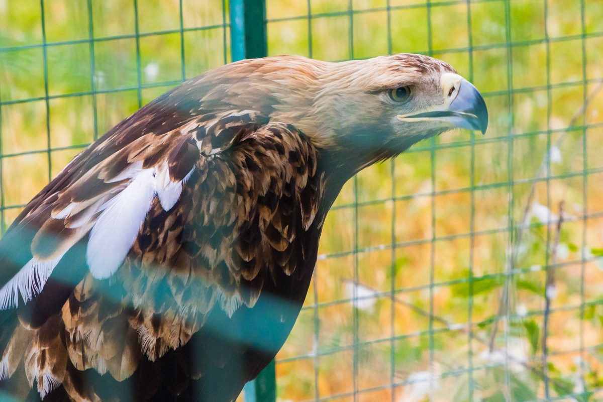 Птицы. Photomantis