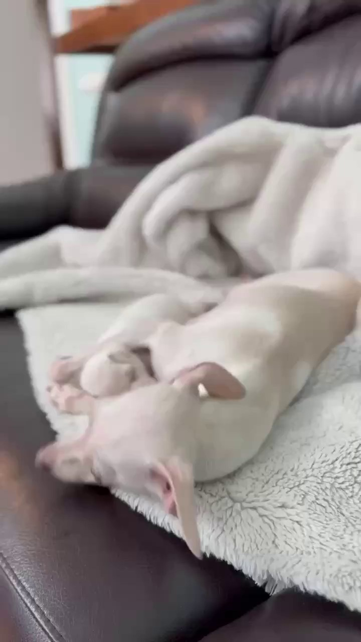 Белоснежные. Профессиональный питомник левреток РКФ/FCI ASTI SAPPHIRE 💎 Сочи|Санкт-Петербург