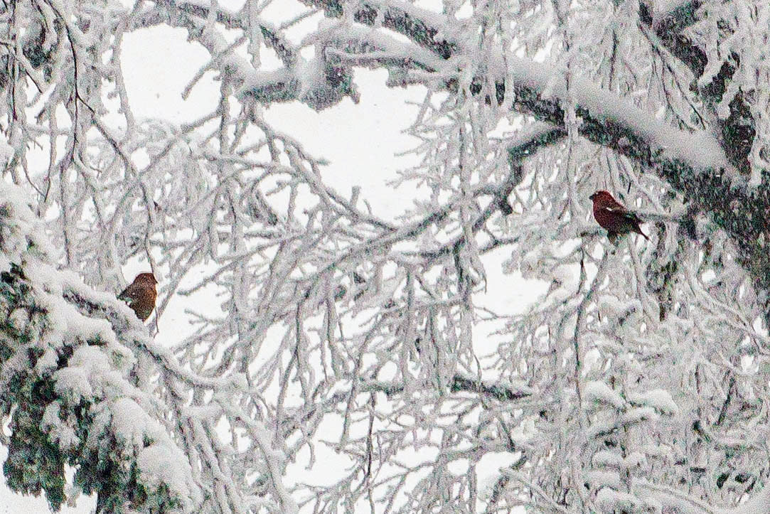 Качканар 06.01.2020. Свадебный фотограф на Урале Виктор Соколов
