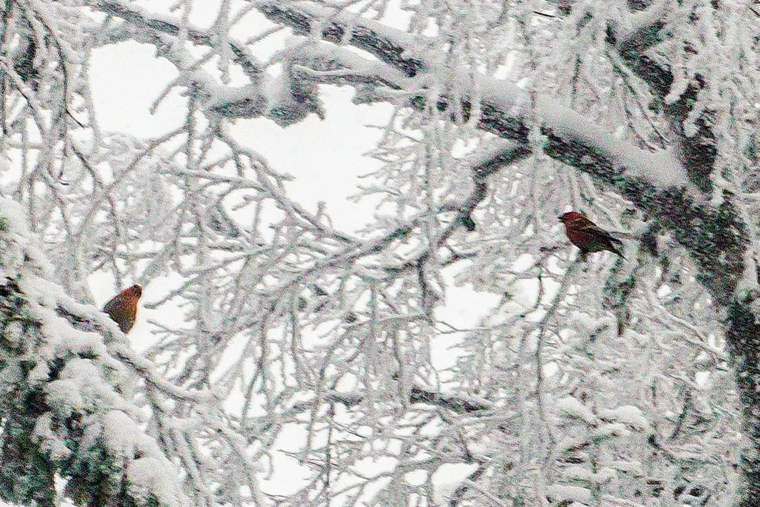 Качканар 06.01.2020. Свадебный фотограф на Урале Виктор Соколов