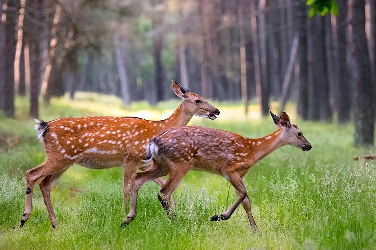 Олени на Куршской косе