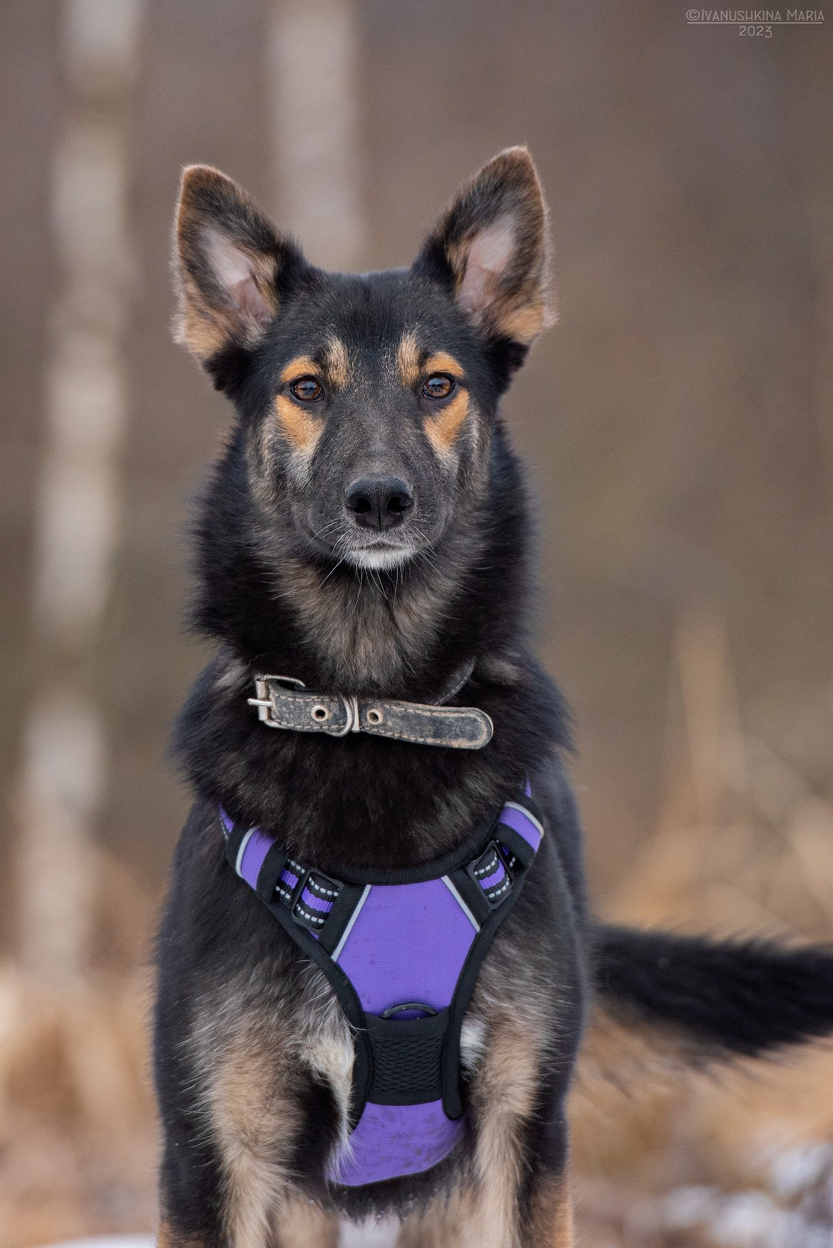 Пиарные фотосессии собак на пристройство. Фотограф собак в Москве и Московской области Иванушкина Мария