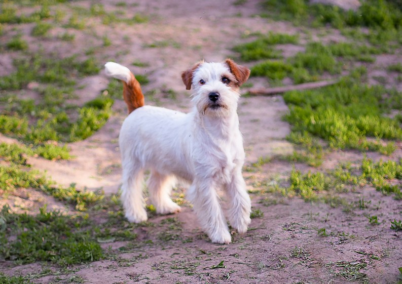 Жесткошерстная. Бело-рыжая Джек рассел терьер. КАНЕ МАЭСТРО СЕРЕБРО. КАНЕ МАЭСТРО — питомник Джек рассел терьеров