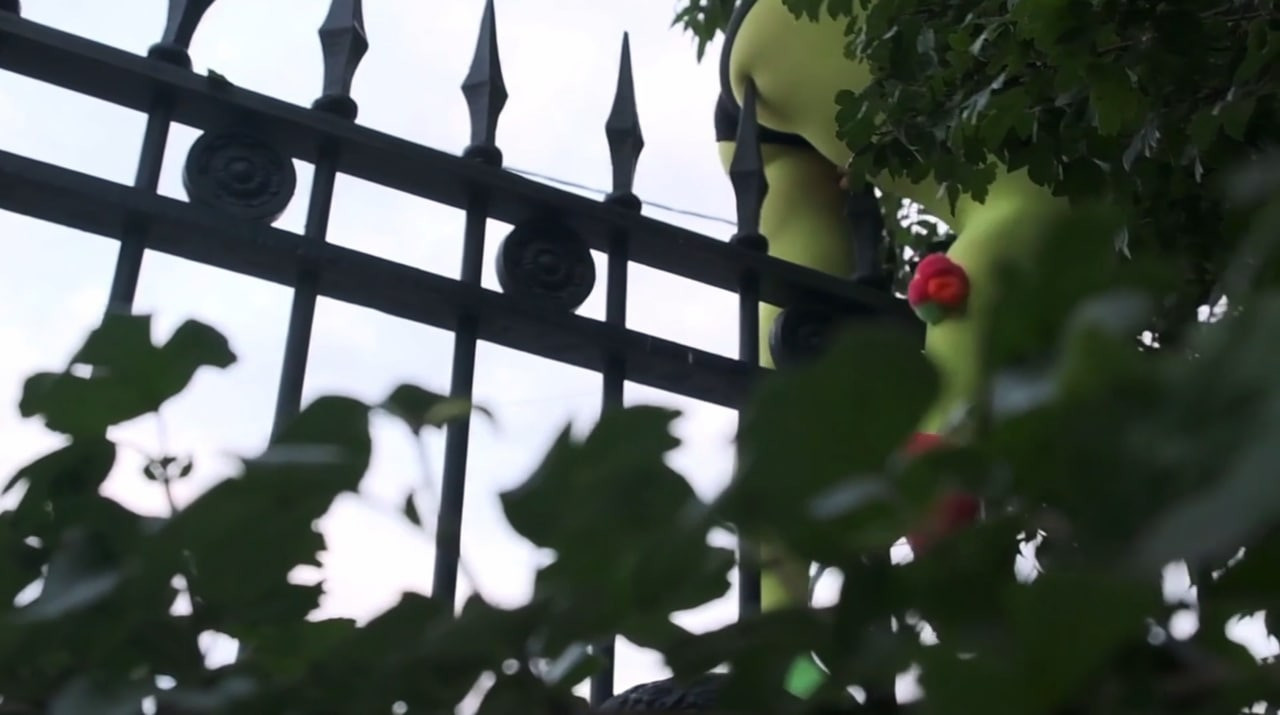 How to catch a moth?. Ilia Kronchev-Ivanov