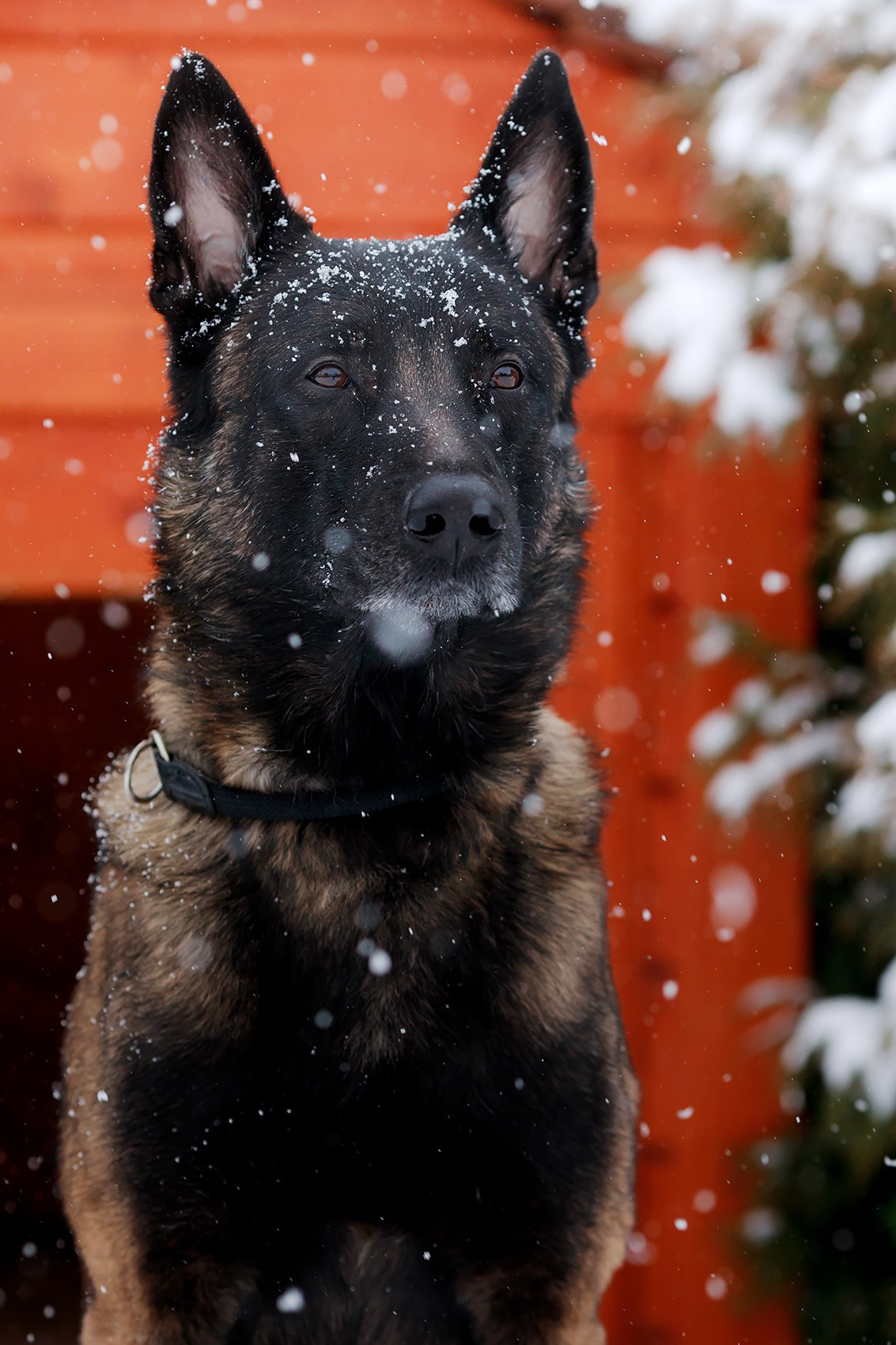 Зорро. Фотограф-анималист Mary Mart — Москва, Питер