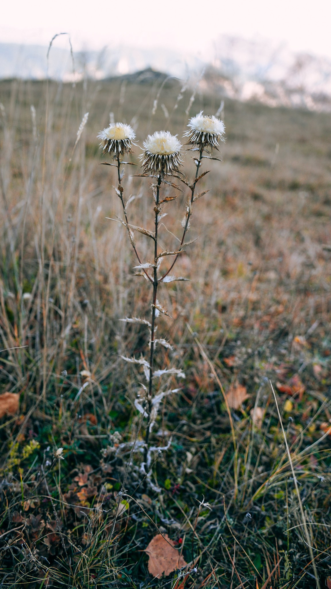 Дагестан 2023. Человек с фотокамерой