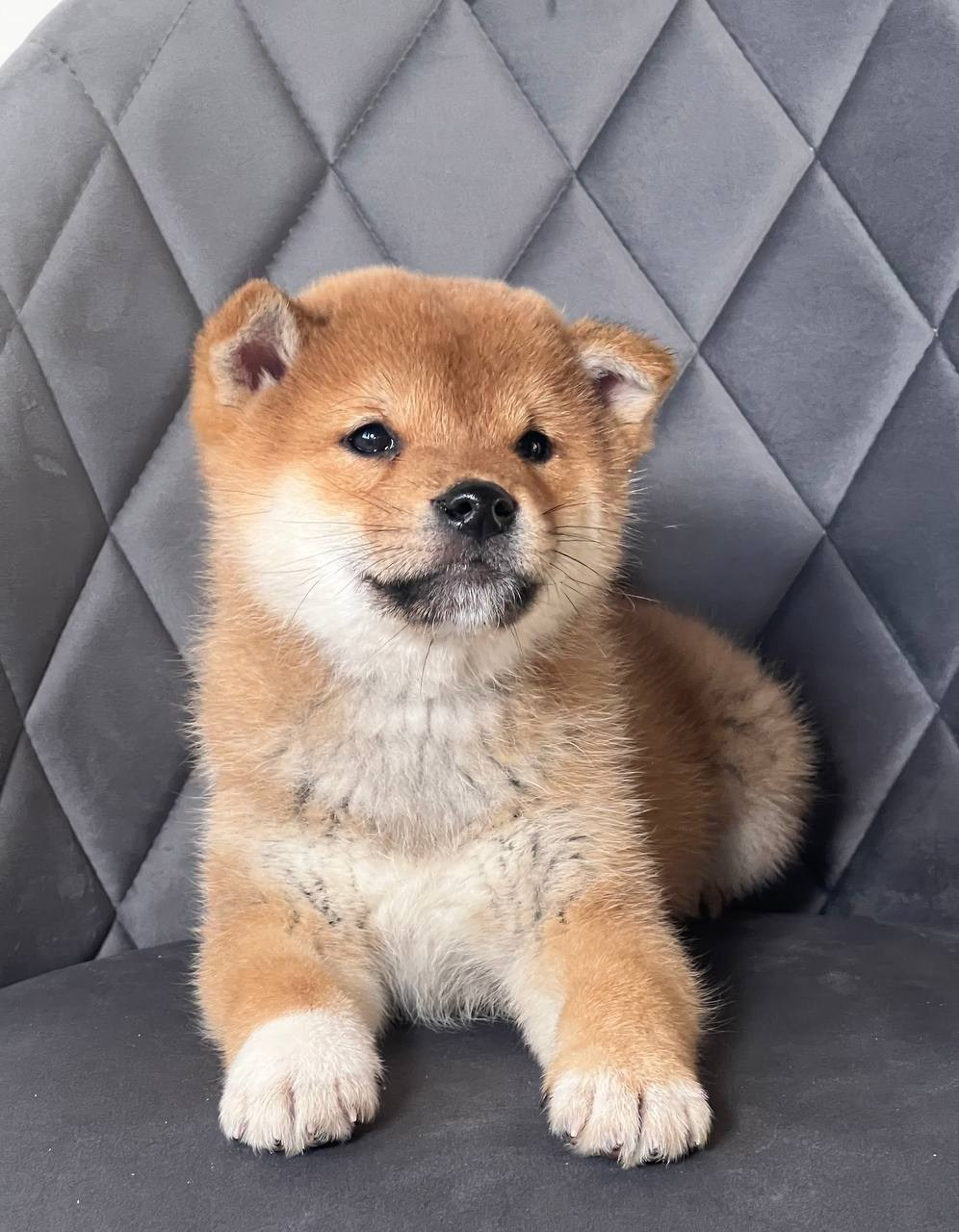 сиба питомник Рубилайт щенки на продажу rubylight  сиба щенки купить СПб Санкт-Петербург 