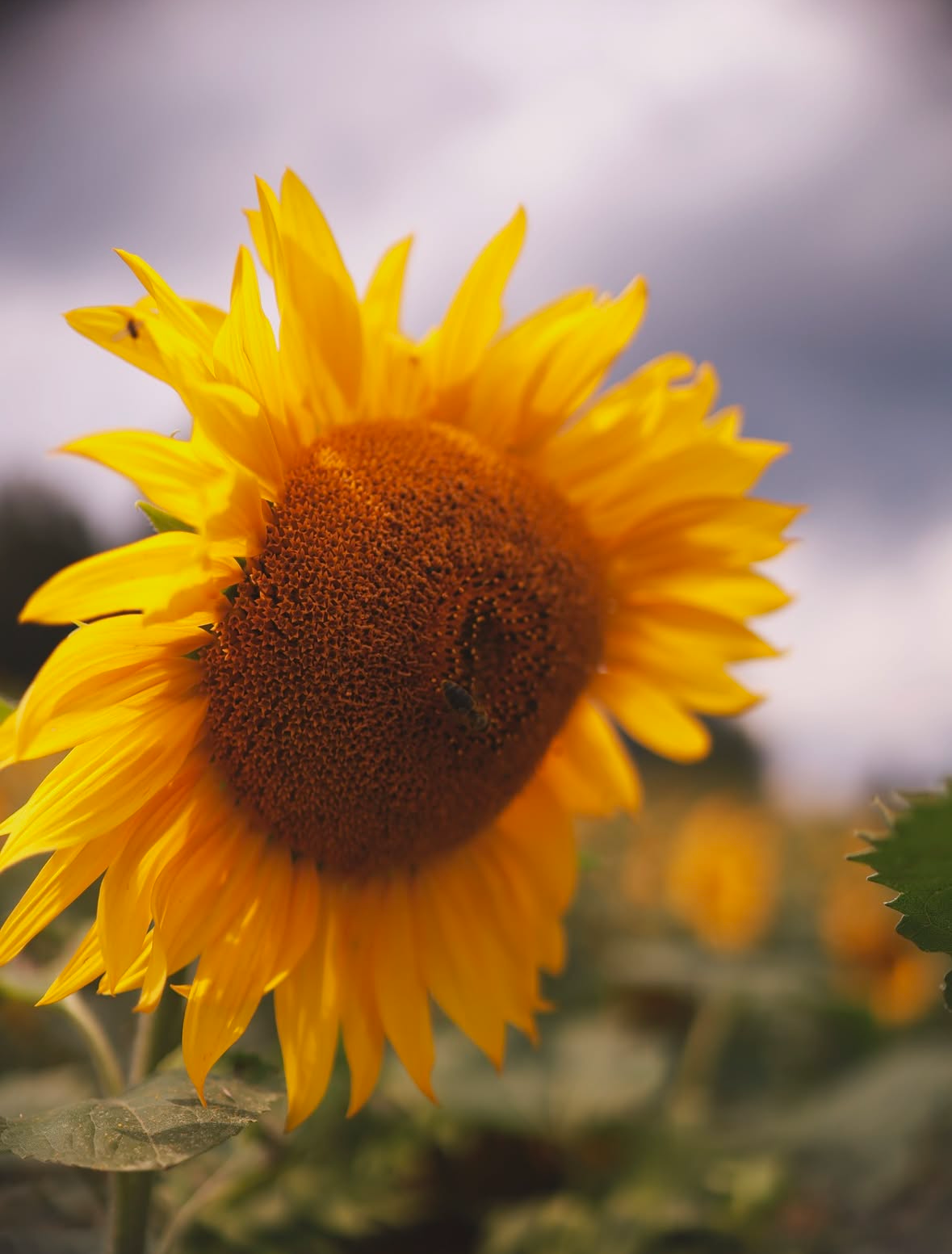 Подсолнухи. Семейный и свадебный фотограф в Минске Юлия Грин