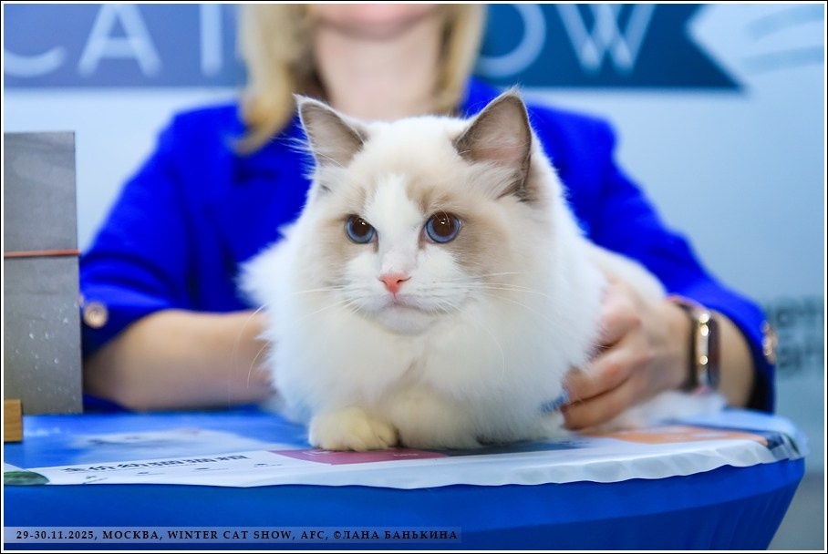 Кошки производители Loyal Adore. Питомник рэгдолл Loyal Adore