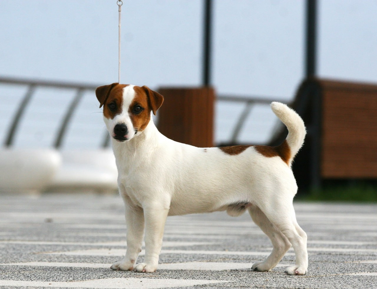 VOLNA STAR LAGERFELD LEGENDS. Lovely-Orange питомник джек рассел терьеров