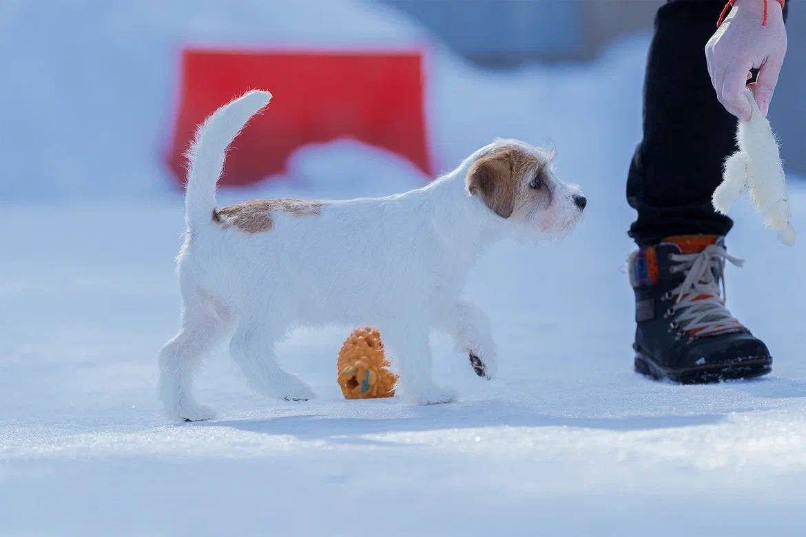 Сука 4. Lovely-Orange питомник джек рассел терьеров