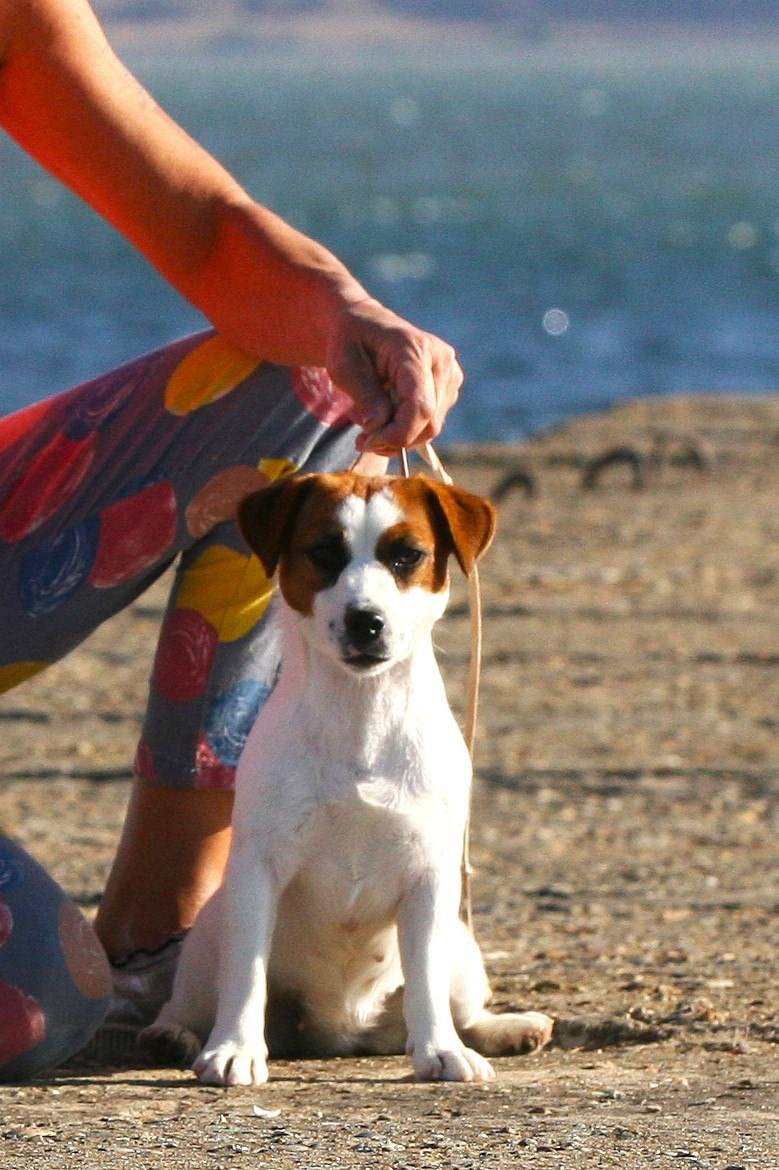 Lovely-Orange Avrora. Lovely-Orange питомник джек рассел терьеров