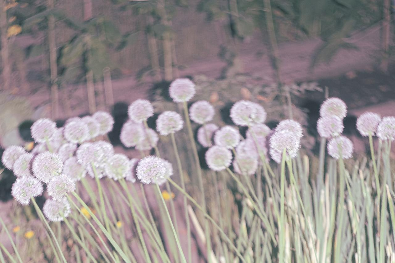 Аптекарский огород. Софа Катастрофа, Одичание. фотохудожница, креативный продюсер, автор. Nude, eros, портретный фотограф