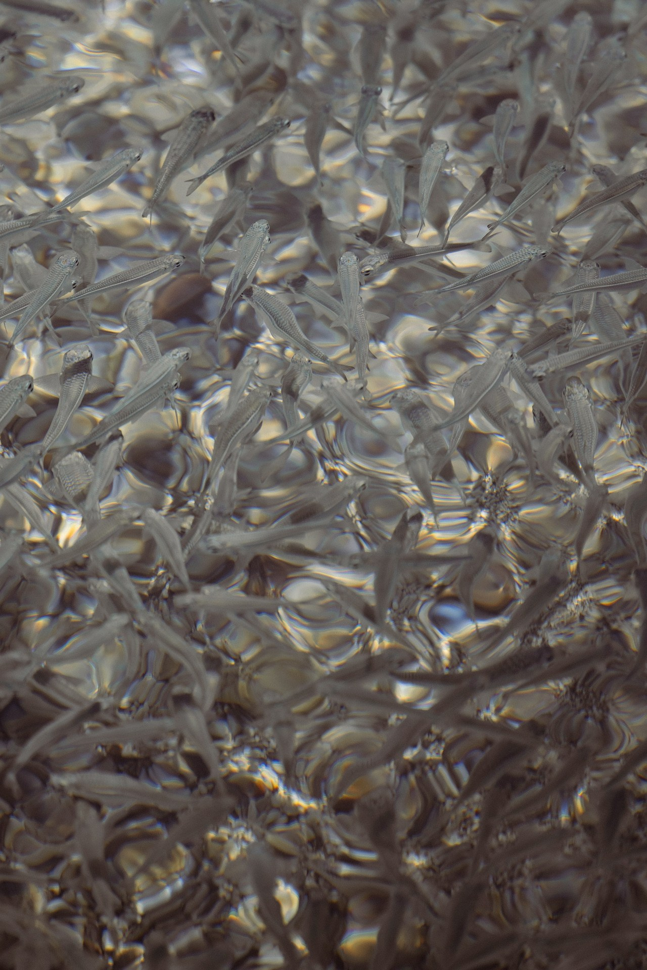 Море. Свадебный фотограф в Москве Александр Рыжков