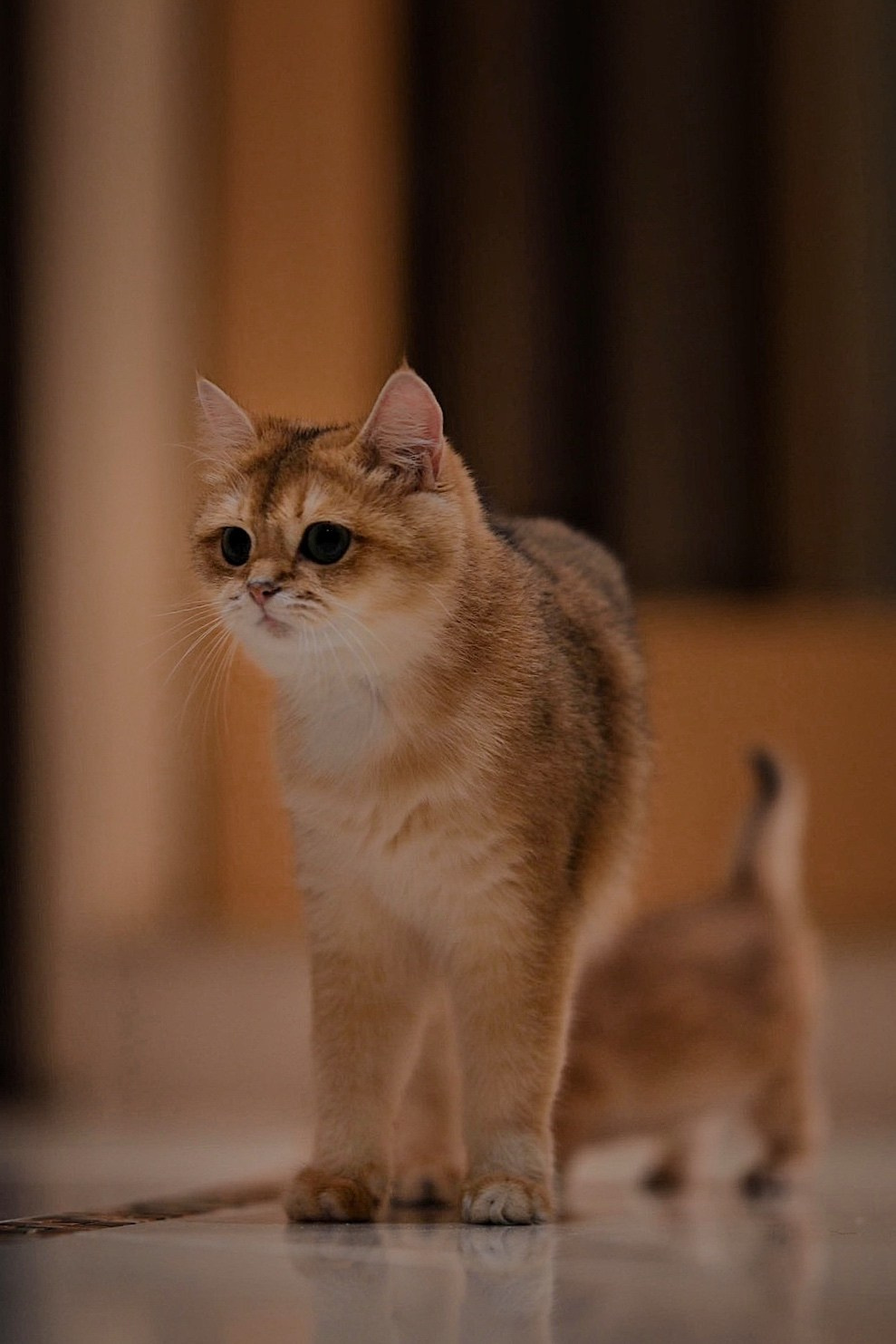 Зевс. Фотограф Ваших событий 📸