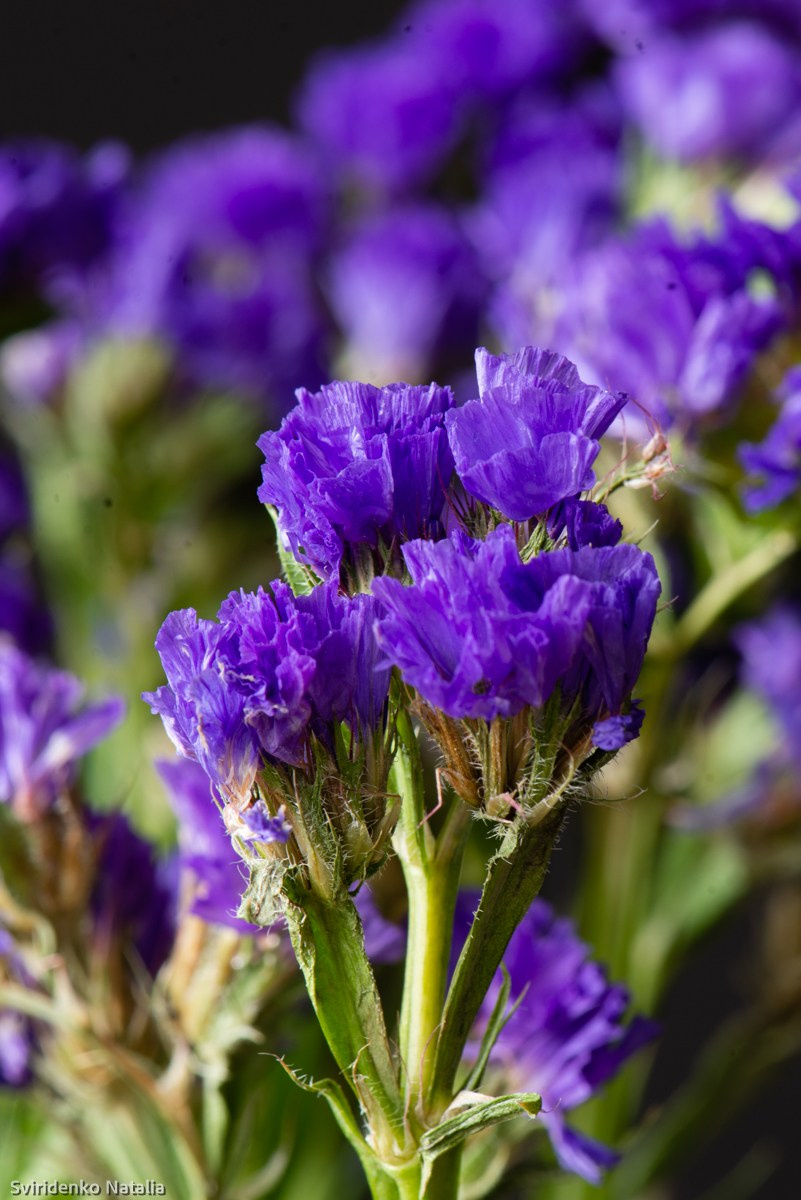 Макросъемка. Фотограф в Кемерово Наталья Свириденко