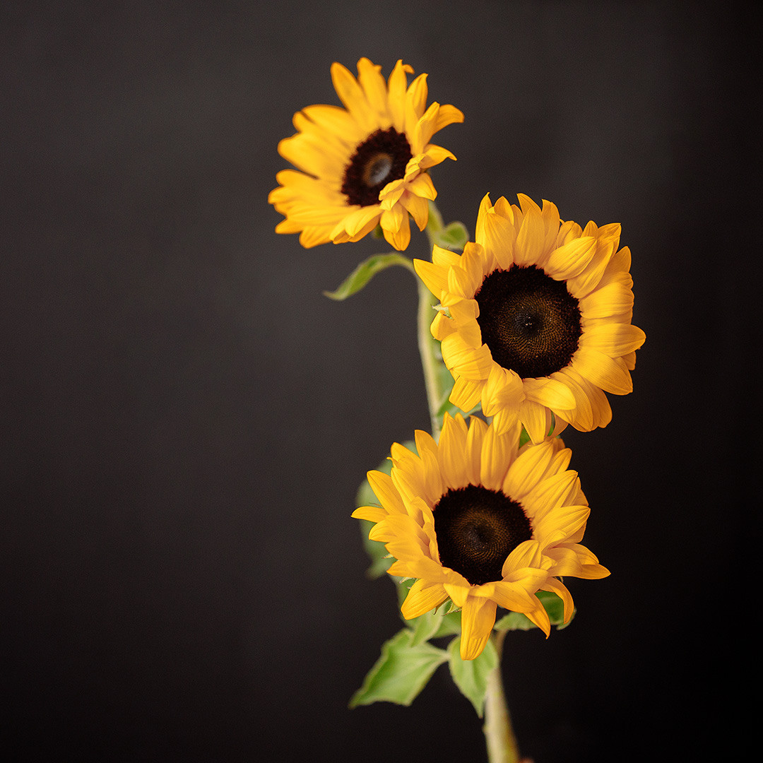 Цветочный магазин. Фотография