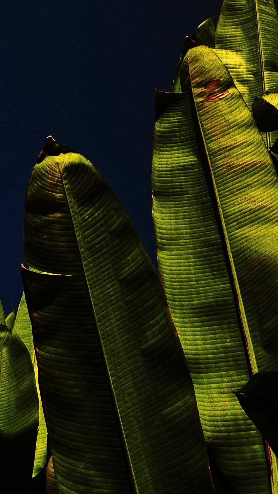 SOMEWHERE. Carolinetru