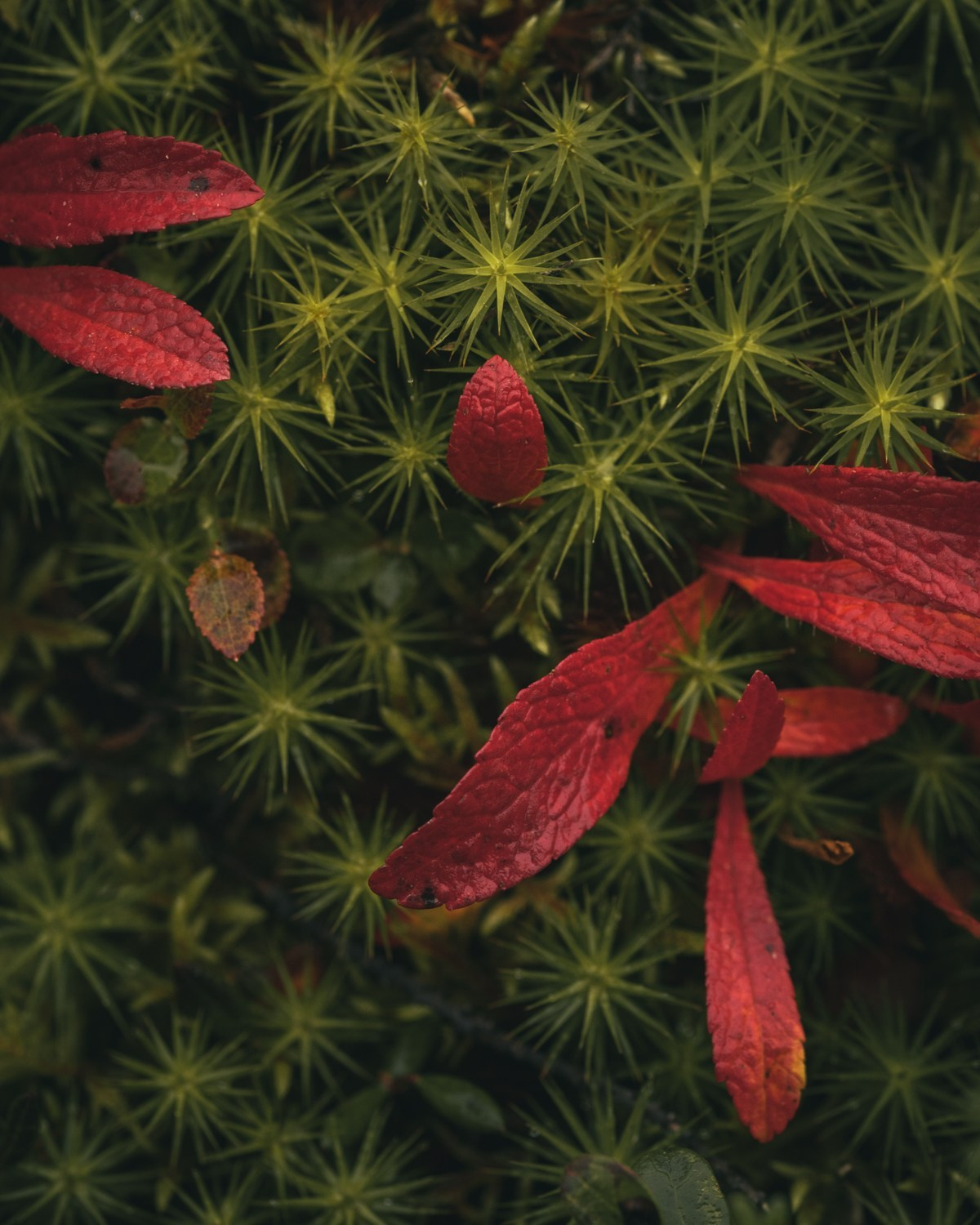 ХИБИНЫ. Пейзажный и тревел-фотограф Алексей Соколенко