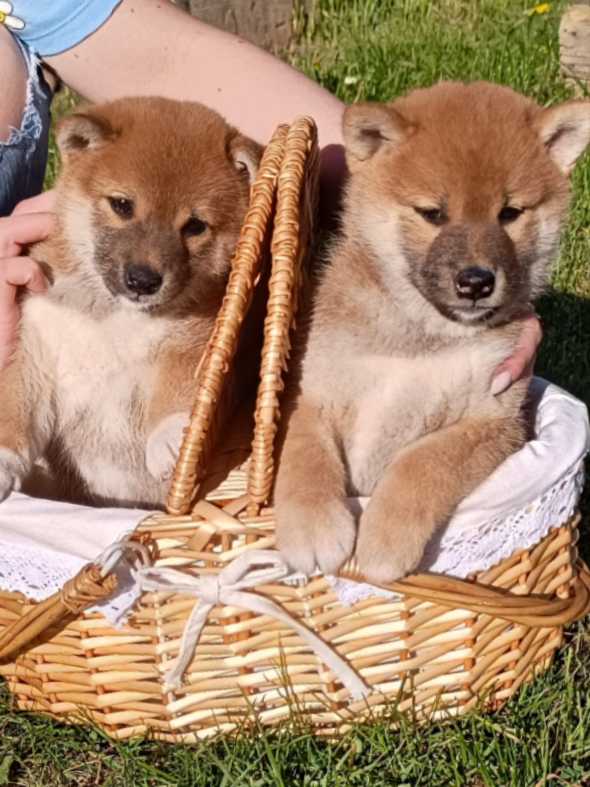 сиба питомник Рубилайт щенки на продажу rubylight  сиба щенки купить СПб Санкт-Петербург