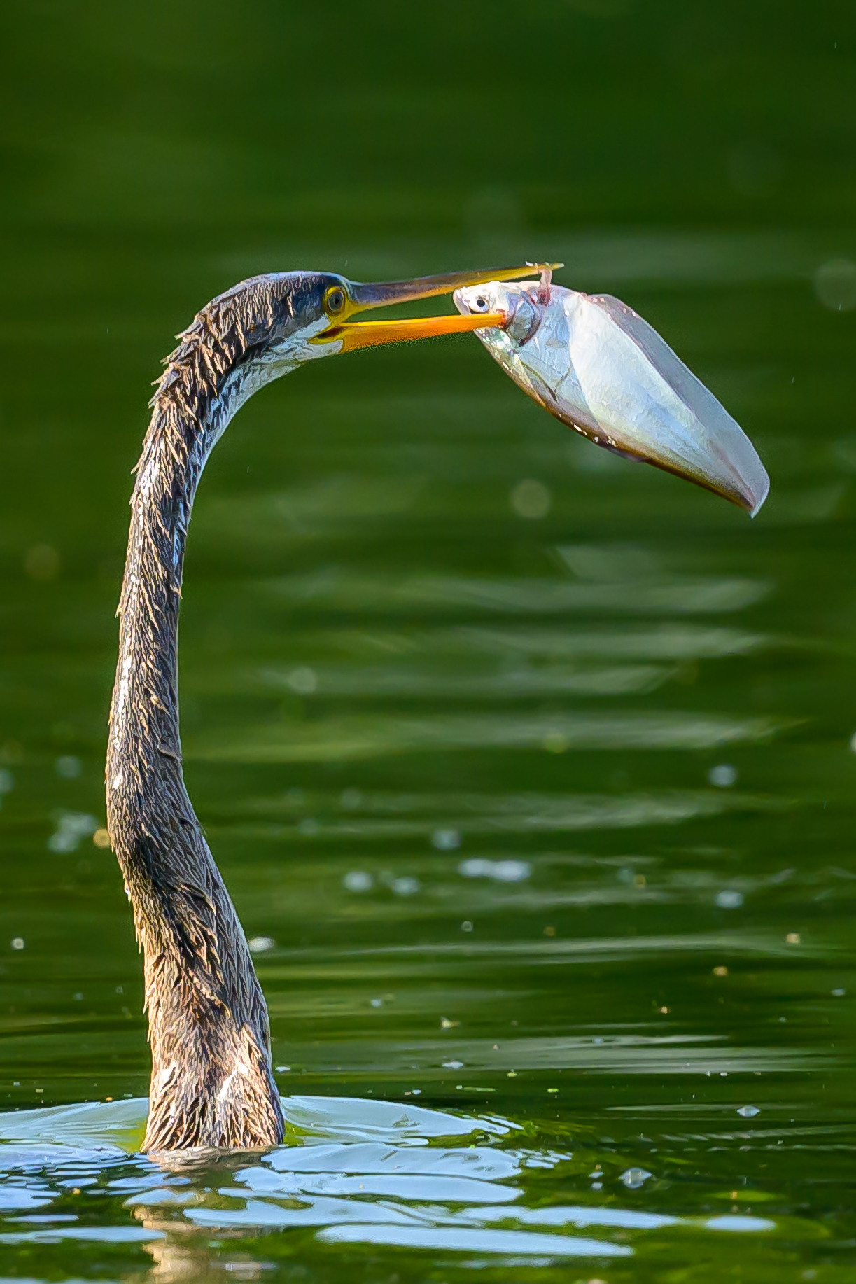 Индия. Wildlife photography by Sergey Puponin