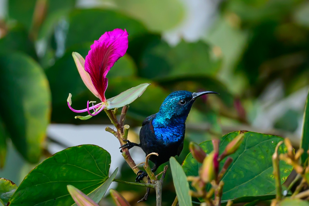 Индия. Wildlife photography by Sergey Puponin