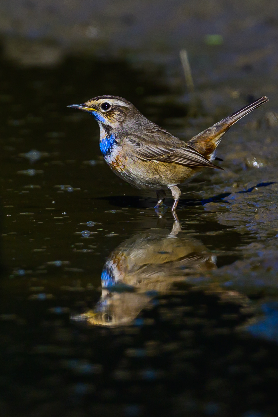 Индия. Wildlife photography by Sergey Puponin