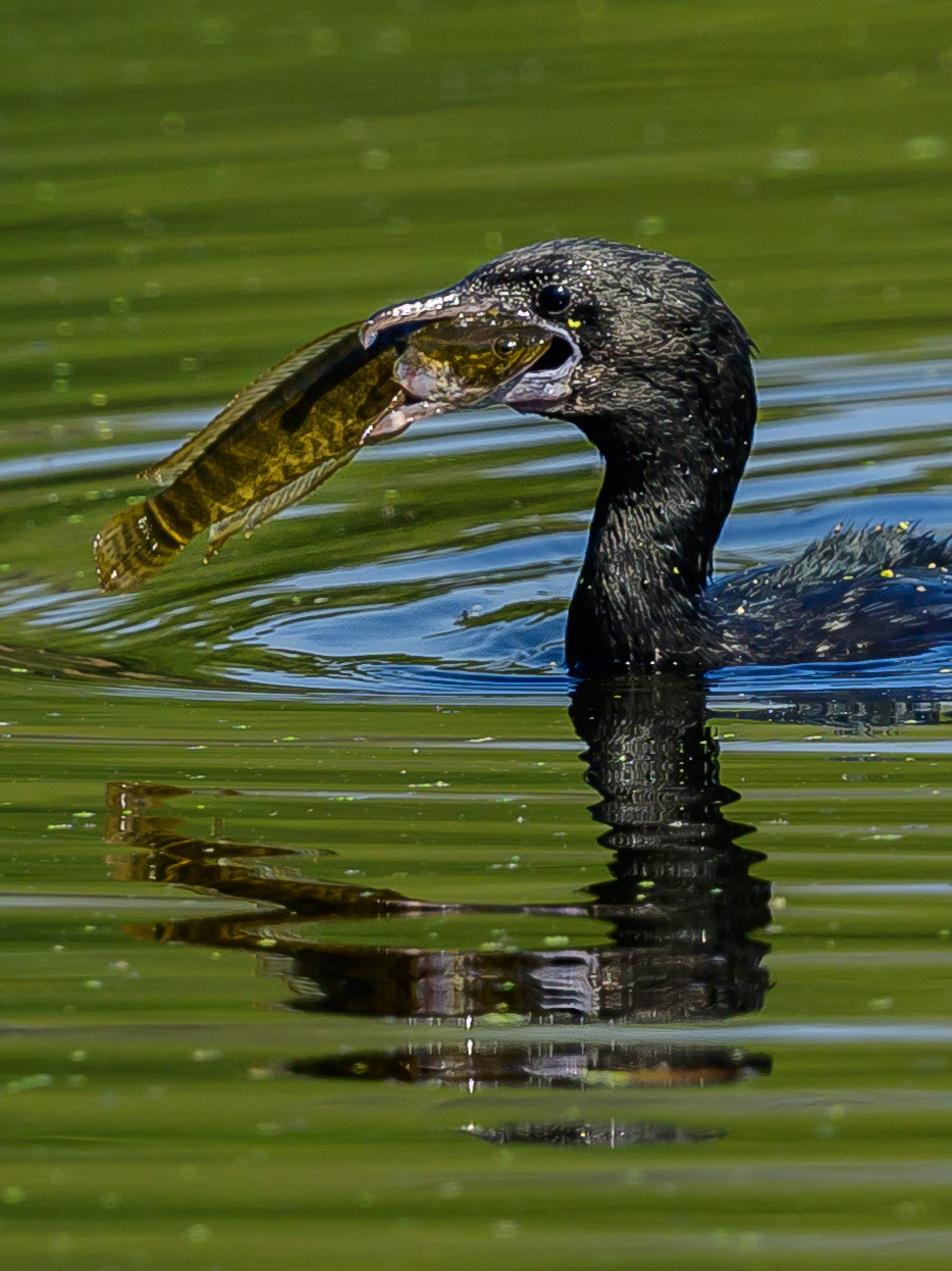 Индия. Wildlife photography by Sergey Puponin