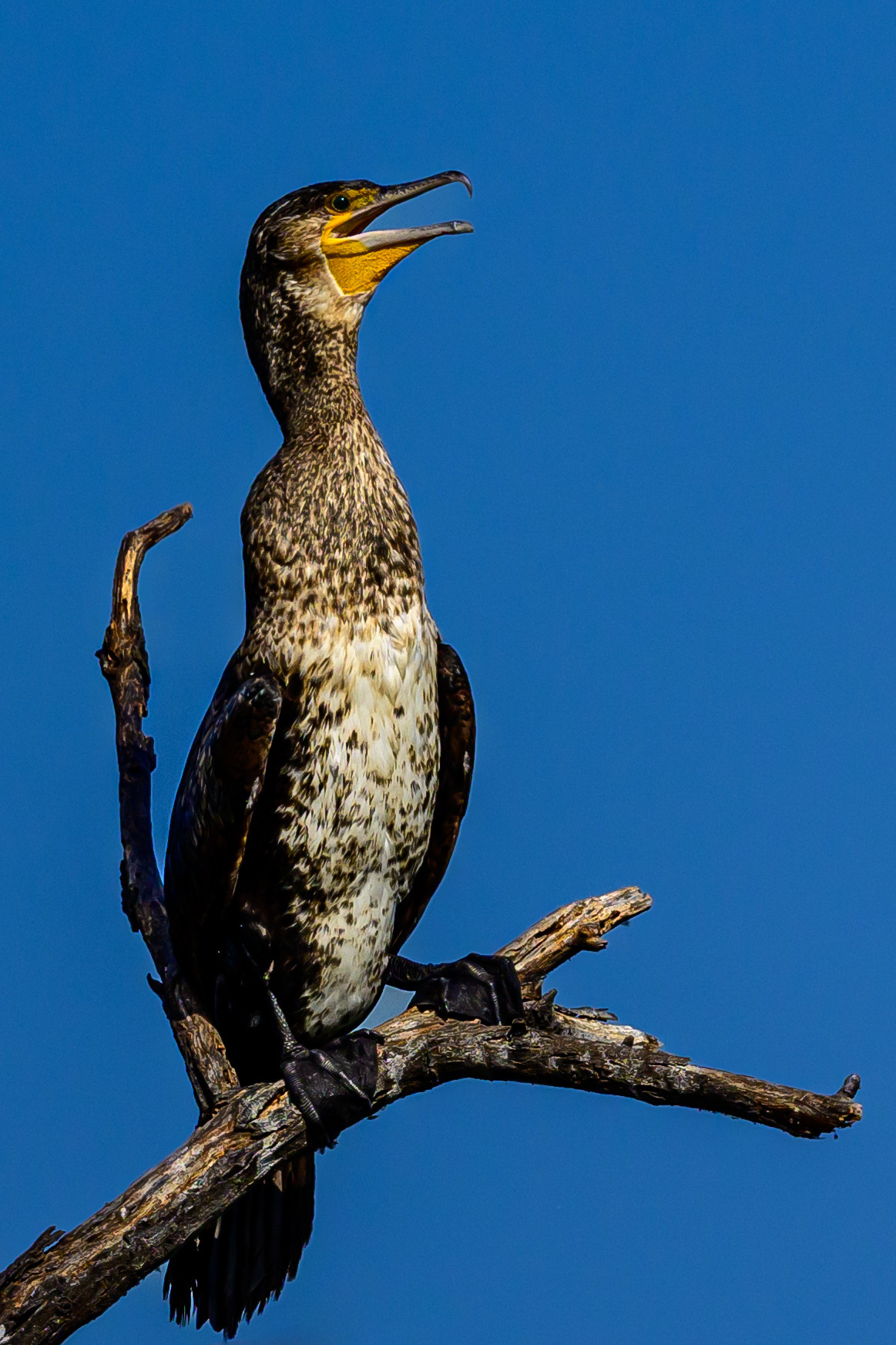 Индия. Wildlife photography by Sergey Puponin