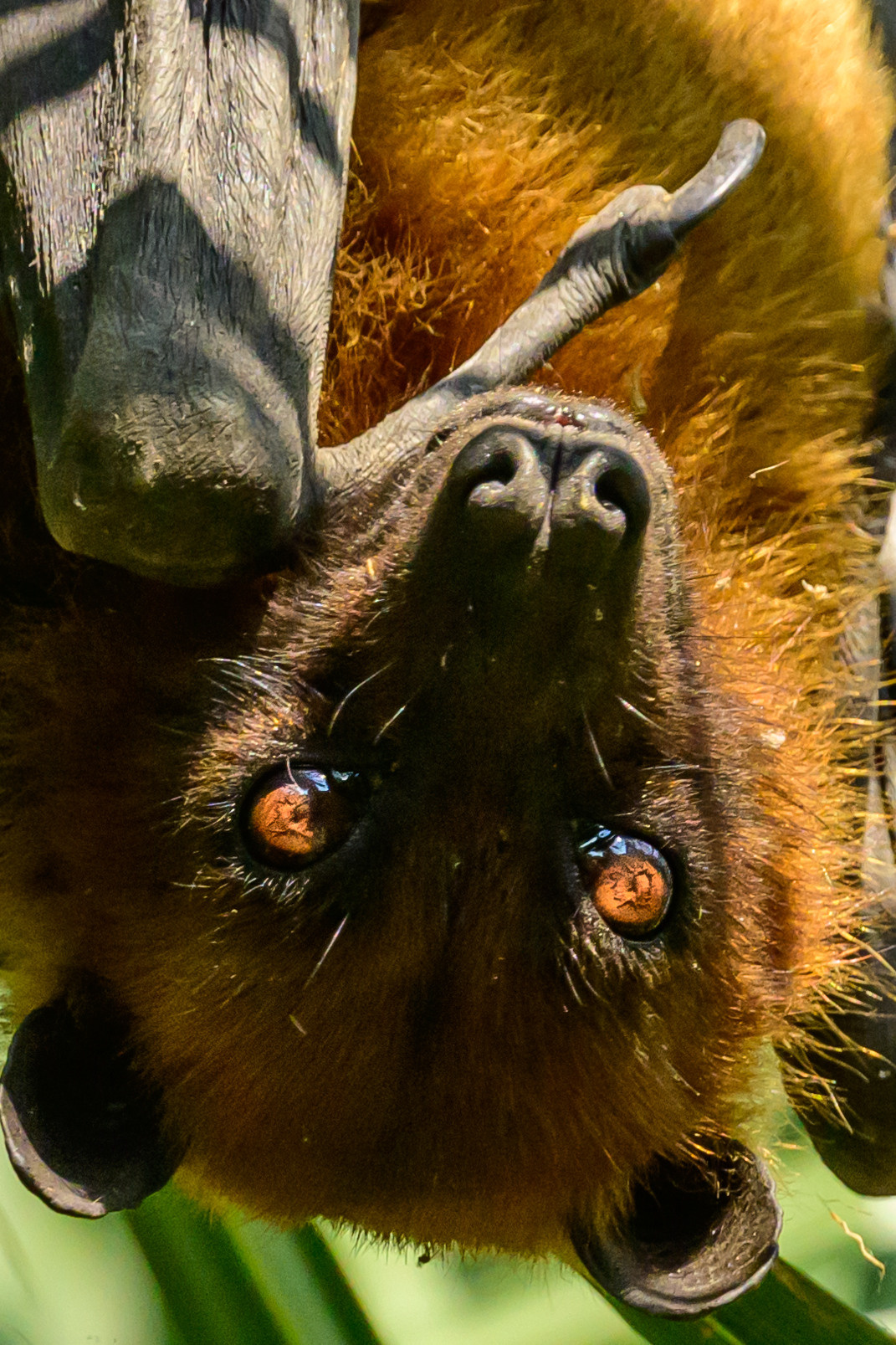 Индия. Wildlife photography by Sergey Puponin