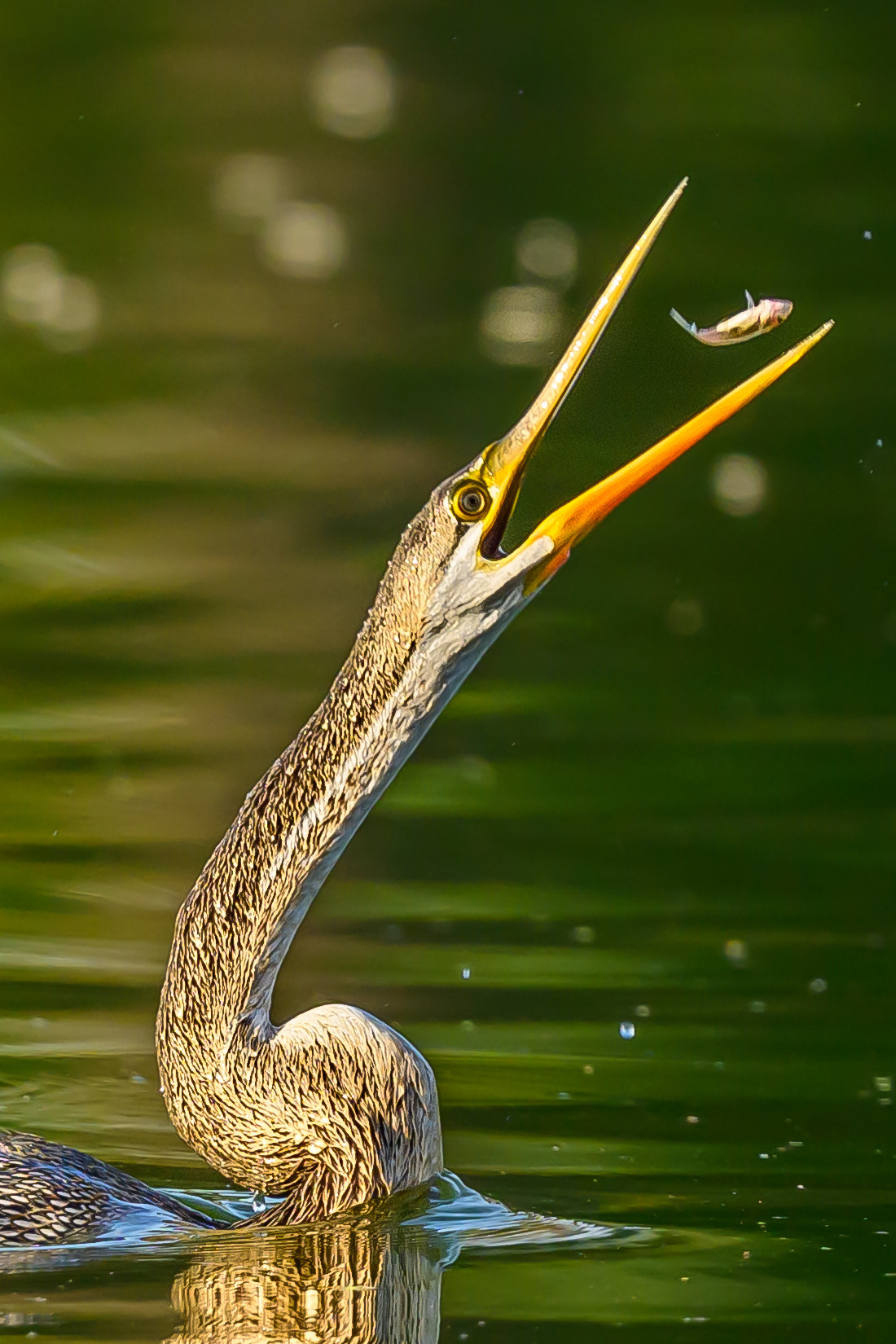 Индия. Wildlife photography by Sergey Puponin
