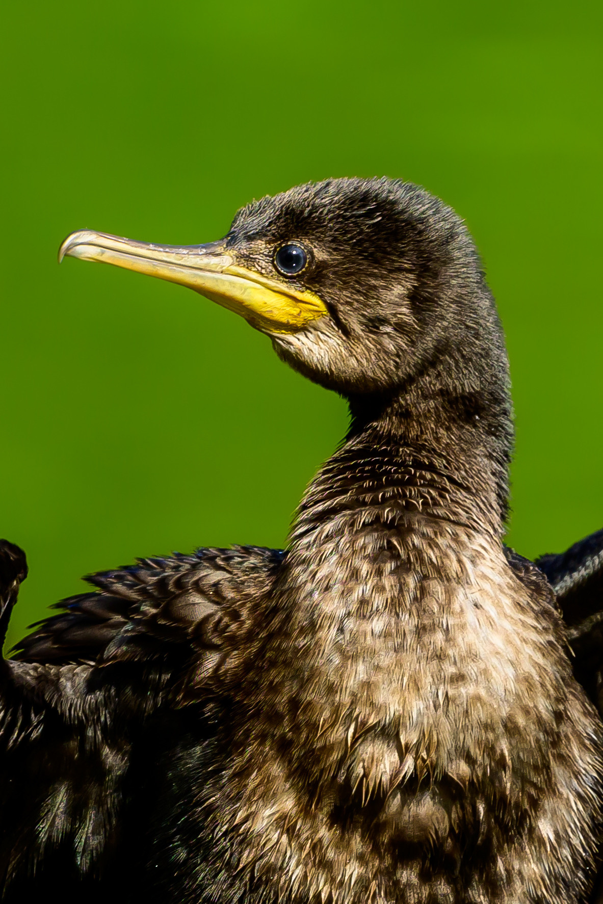 Индия. Wildlife photography by Sergey Puponin