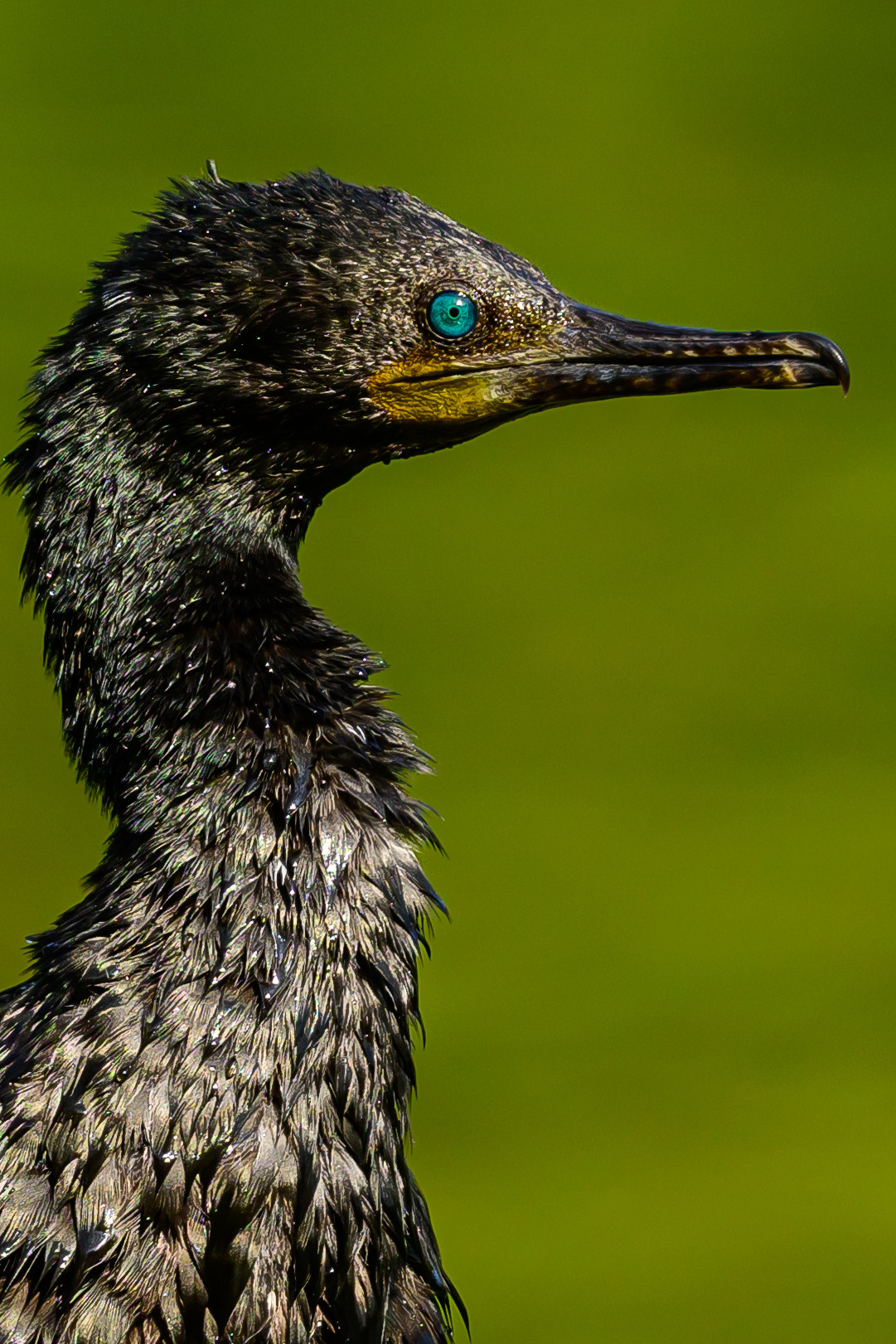 Индия. Wildlife photography by Sergey Puponin