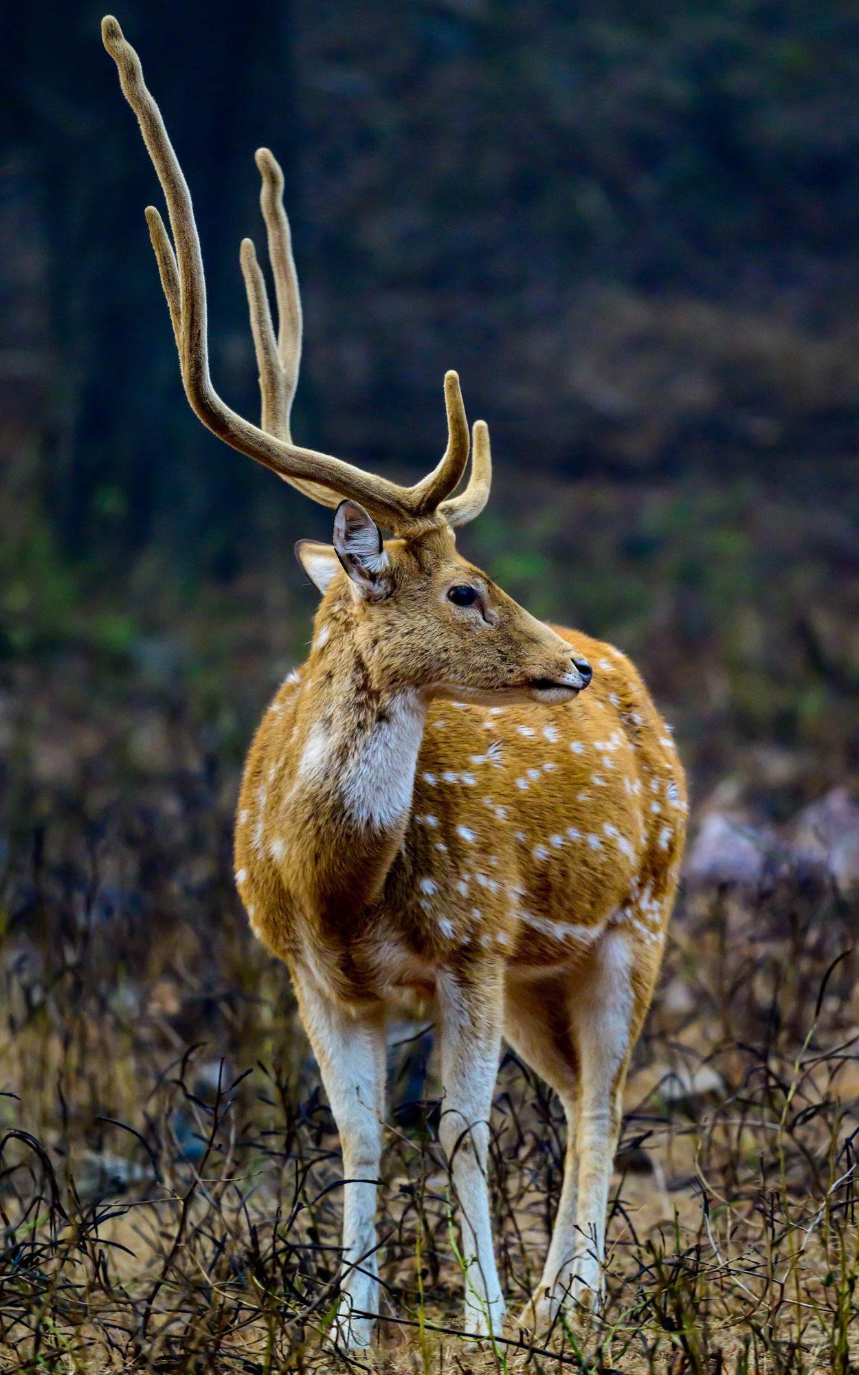 Индия. Wildlife photography by Sergey Puponin