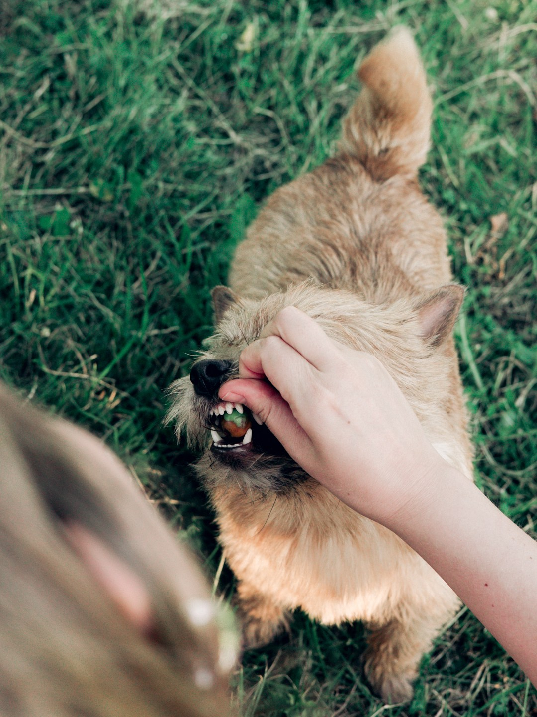Dogs. Юлия Астра: Фотограф в Санкт-Петербурге. Снимаю женские портреты, уличные съёмки в Петербурге и людей с их собаками
